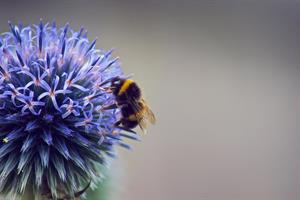 bee: Defra